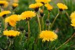 Dandelions: A Good Friend In Time of Need