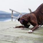 Boxer