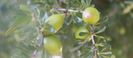 Argan olie