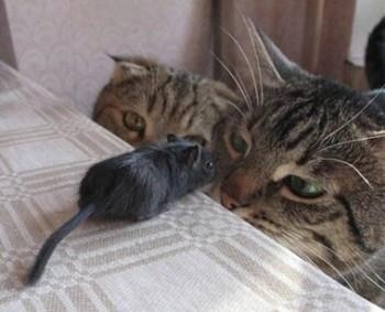 Cat and Mouse picture