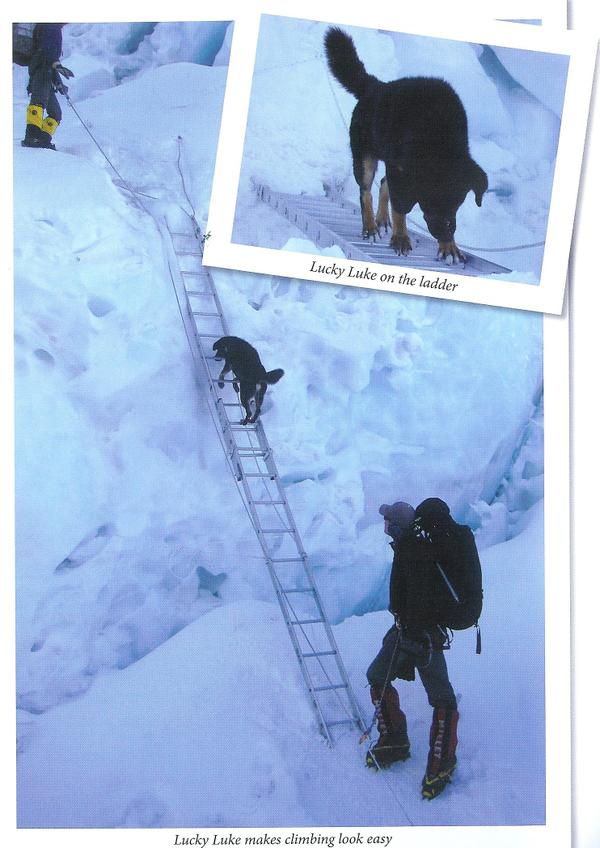 Lucky Luke climbs ladder in Khumbu Icefall