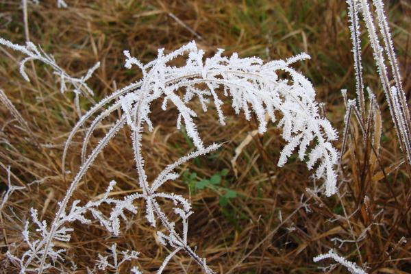 Jack Frost's Handiwork