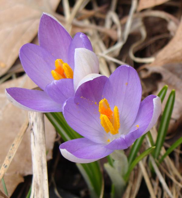 Stopping to see the flowers