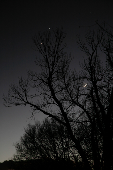 Taos tree at night with moon, jupiter, mars