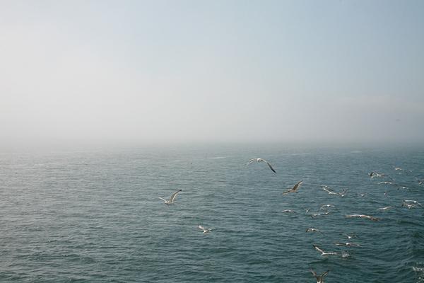 Birds, fog, Bosphorus