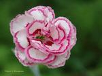 Get January Carnations