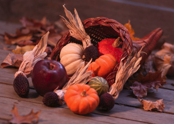 Harvest Season