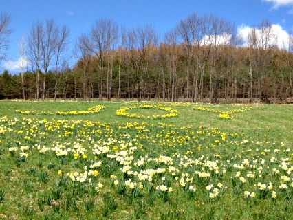 Field of Joy