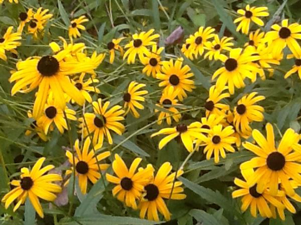 Black-Eyed Susans