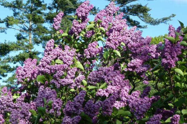 Lilacs